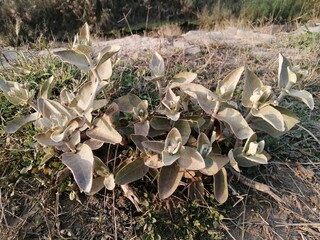 mushrooms in the forest