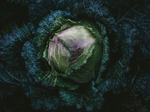 High angle view of cabbage