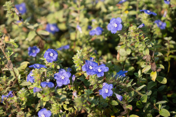 Beautiful Flowers in the Garden