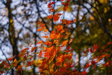 Autumn in forest - maple leaves in sunlight.