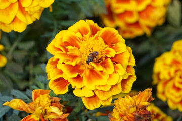 American marigold blooming in the garden.