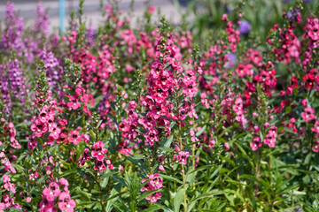 Pink flowers in the garden.