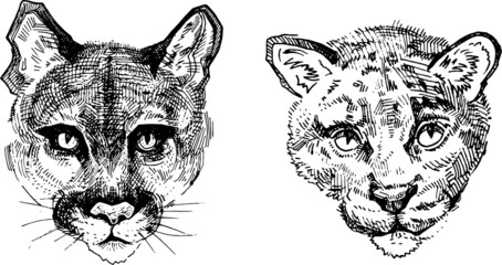 traced vector freehand drawing puma, panther, leopard, cheetah portrait. set of illustrations of wild cats for design animals from the zoo and wildlife safari. carnivorous animals head ink outline © an