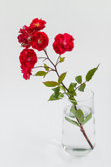 A red and fresh rose branch in the glass.Vertical image