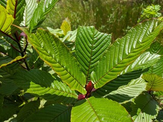 Kratom plant (Mitragyna speciosa) grows wild in tropical Borneo