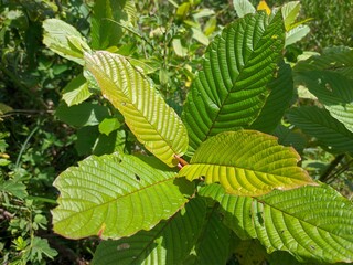 Kratom plant (Mitragyna speciosa) grows wild in tropical Borneo