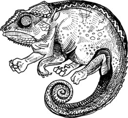 stylized chameleon lizard art doodle. Vector sketch element for design, print, children's book. Hand Drawn animal collection. reptile isolated graphic illustration on white background. drawing pattern