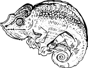 stylized chameleon lizard art doodle. Vector sketch element for design, print, children's book. Hand Drawn animal collection. reptile isolated graphic illustration on white background. drawing pattern