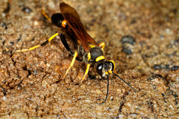 The black and yellow mud dauber, Sceliphron caementarium on a wet soil