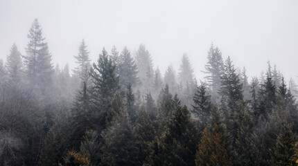 Rain Forest Trees Covered in White Fog during a rainy winter day. Near Squamish, North of...