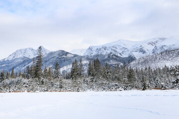 Fototapeta premium Mountain landscape in winter, fields and trees covered with snow.