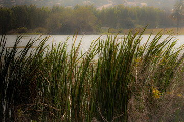 View of long grass blade along the water body in Kolar, India