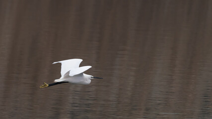 Heron in flight over lake