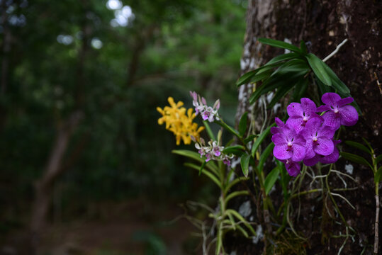 Ascocenda orchid and orchid mix