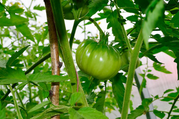 close-up - an unripe green tomato hangs on a bush in a greenhouse