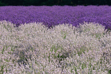 高原に咲く白と紫のラベンダーの花