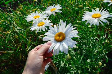 close-up - a girl pulls a long white petal from a large chamomile