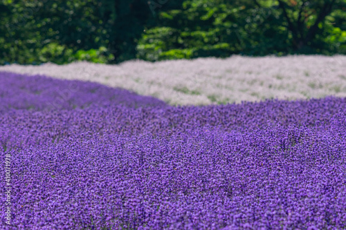 高原に咲く白と紫のラベンダーの花 Wall Mural Wallpaper Murals Zikko