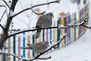 A couple of gray pigeons (Columbiformes, Columbidae, Streptopelia decaocto, Eurasian collared dove) on the branch of a tree in snowy cold weather in the park outdoor. Love and family concept.