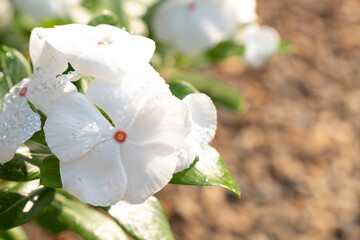 Obraz premium Beautiful Flowers in the Garden