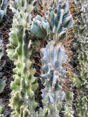 Green cacti plants. Spiny cactuses grown in Turkey. Sharp spines background