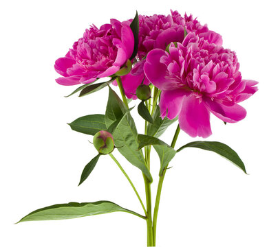 Bouquet of pink peony flowers isolated on a white background close-up.