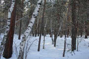 Fototapeta premium winter forest in the snow