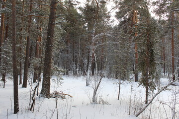 forest in winter