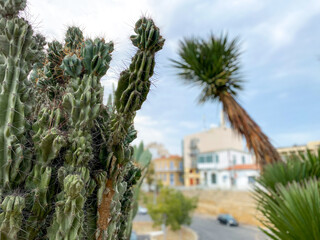 Fototapeta na wymiar Green cacti plants. Spiny cactuses grown in Turkey. Sharp spines background