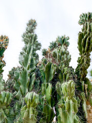 Fototapeta premium Green cacti plants. Spiny cactuses grown in Turkey. Sharp spines background