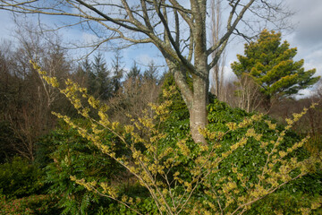 Yellow Winter Flowers on a Witch Hazel Shrub (Hamamelis x intermedia 'Pallida') Growing in a Country Cottage Garden in Rural Devon, England, UK