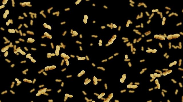 Flying many peanuts on black background. Raw peanuts. Groundnuts in shells. Healthy organic food. 3D loop animation of seed rotating.
