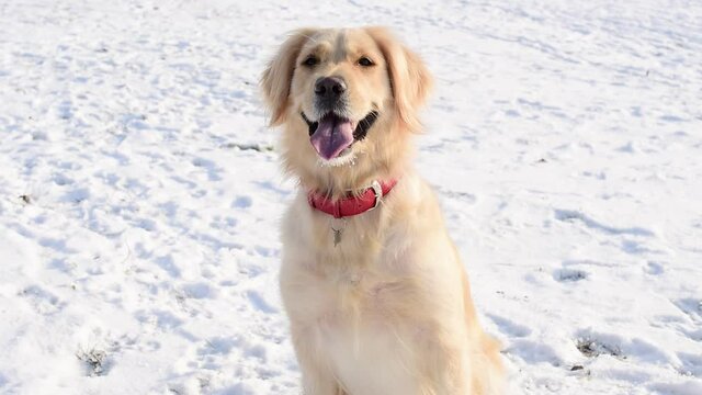 Smile white dog golden retriever in red Collar for Dogs, outdoors at winter time. Domestic pet in frosty cold weather