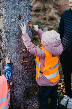 Girl looking at bracket fungi on tree trunk
