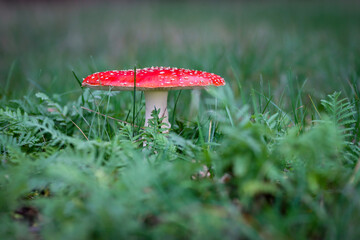Fly agaric (Amanita muscaria) in a meadow with the hat wide open..