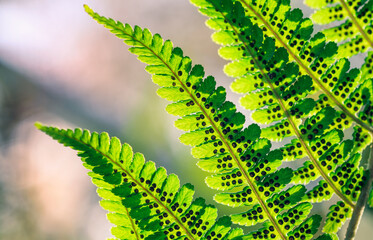 Green fern leaf with bokeh background at bright summer day in Finland - 410074134