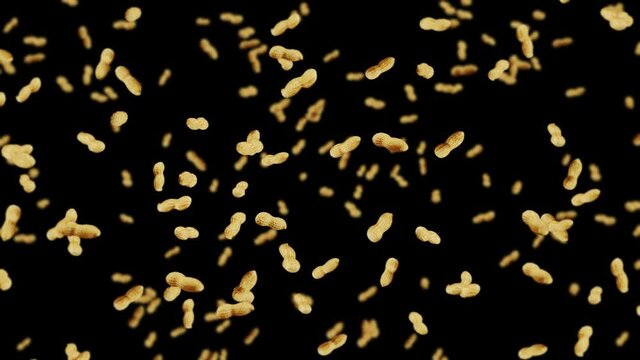 Flying many peanuts on black background. Raw peanuts. Groundnuts in shells. Healthy organic food. 3D loop animation of seed rotating.