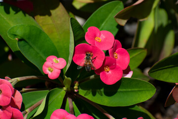 A worker western honey bee resting against a red crown of thorns or euphorbia milii flower as it collects nectar and pollen. There is a background of flowers, leaves and blurred nature.