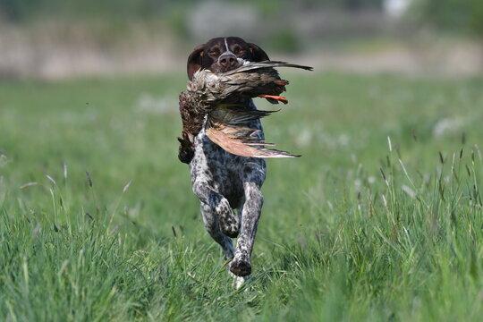 hunting dog running with duck aport