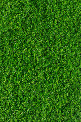 Green Grass Texture in Garden