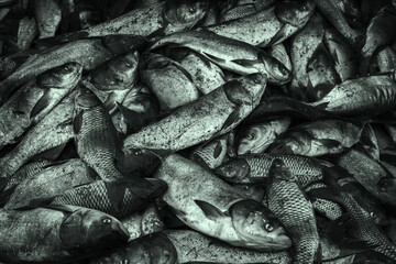 Fototapeta premium industrial fishing. illegal fishing and seafood.