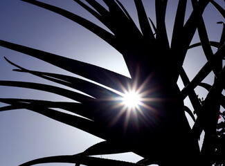 Sun Rays through a Plant