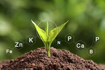 Mineral fertilizer. Young seedling growing in soil, closeup
