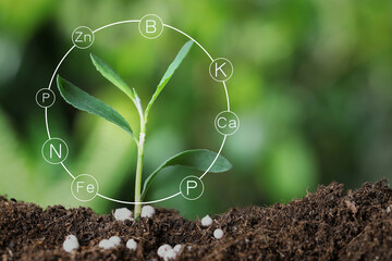 Mineral fertilizer. Young seedling growing in soil, closeup