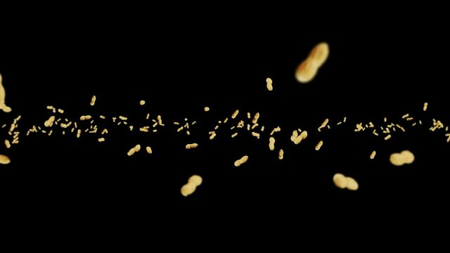 Flying many peanuts on black background. Raw peanuts. Groundnuts in shells. Healthy organic food. 3D loop animation of seed rotating.