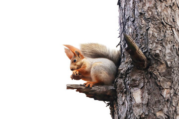 Cute squirrel with fluffy tail on tree against white background © New Africa