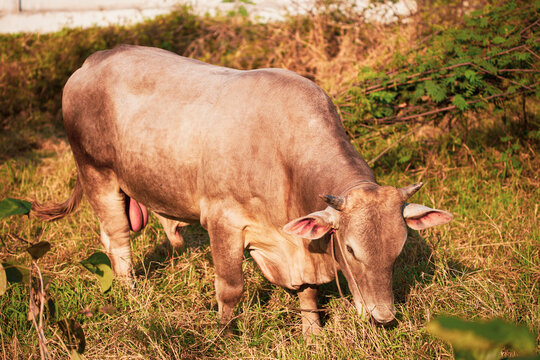 Closeup of Beefmaster cattle bull in Thailand