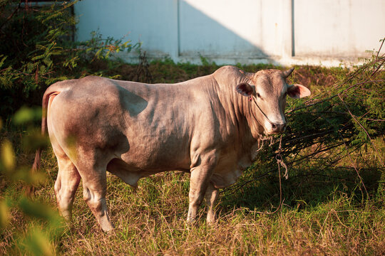 Closeup of Beefmaster cattle bull in Thailand