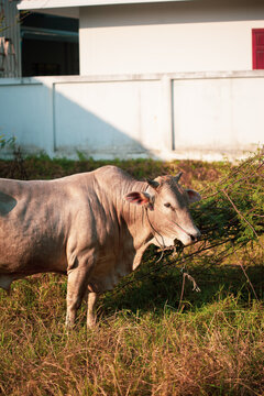 Closeup of Beefmaster cattle bull in Thailand
