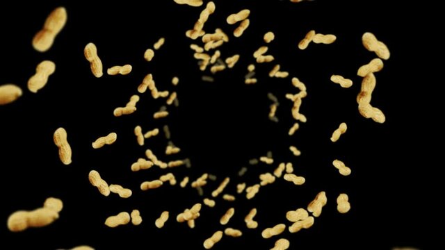 Flying many peanuts on black background. Raw peanuts. Groundnuts in shells. Healthy organic food. 3D loop animation of seed rotating.